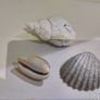 Sea Shells Image 2