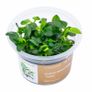 Aqua-Art Bucephalandra, Anubias ect aquarium in vitro plants Image 8