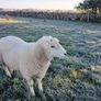 Galway rams Image 3
