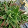 Aloe succulent Image 4