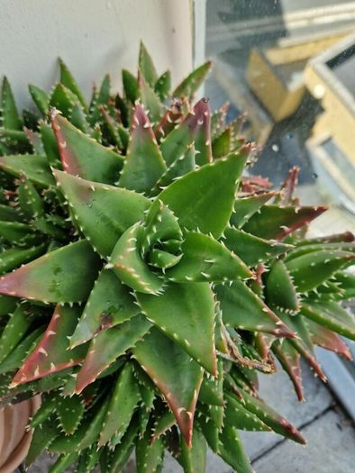 Aloe succulent