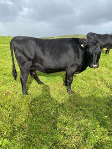 Incalf heifers