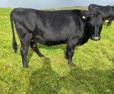Incalf heifers