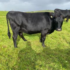 Incalf heifers