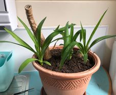 Yucca