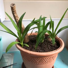 Yucca