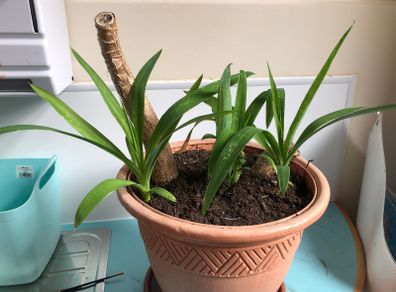 Yucca