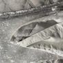 NEXT Curtains Image 6