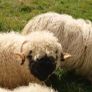 5 Valais Blacknose Breeding Rams for sale Image 7