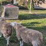 Lambs Image 3