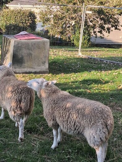 Lambs