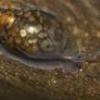 Physa Aquarium Snails Image 2
