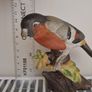 Vintage Bullfinch bird figurine Image 3