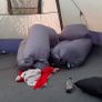 8 man Gelert tent set Image 10