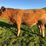 Incalf heifers @ Macroom mart on Sat. next 17th. Image 3