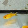 Fish tank Image 4