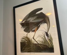 Great blue heron print