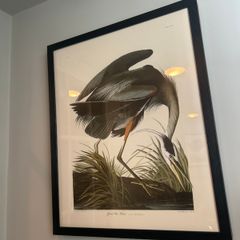 Great blue heron print