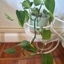 Trailing pothos Image 2