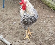 Cream legbar  Rooster