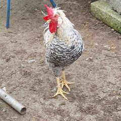 Cream legbar  Rooster