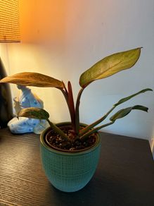 Plant
