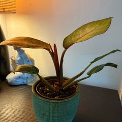 Plant