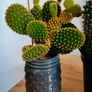 cactus plant, Buy one, get the second one for free Image 6