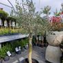 olive tree Image 5