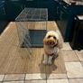 Foldable Metal Dog Crate with Removable Tray Image 3
