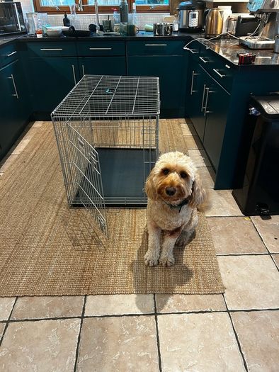 Foldable Metal Dog Crate with Removable Tray