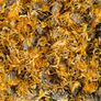 Ultimate Dried Leaves for Shrimp & Grazers Image 6