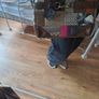 coach inspired bag, unwanted gift, used once Image 4
