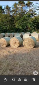 Hay