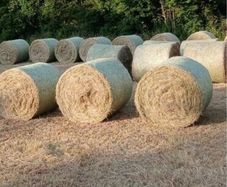 Hay