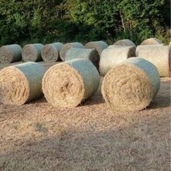 Hay