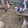 Roosters Image 5