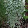 (D) Dihondra Silver Falls seeds (5) (415649) Image 4