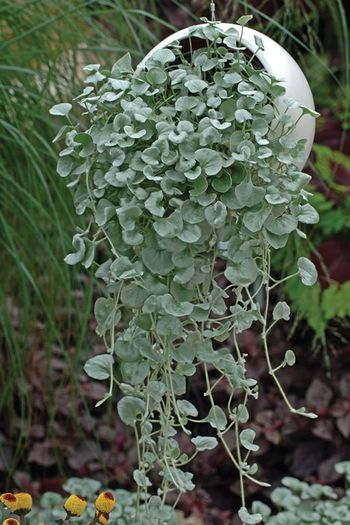 (D) Dihondra Silver Falls seeds (5) (415649)