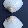 A Pair of Hand Painted Chinese Decorative Clam Shells Image 5