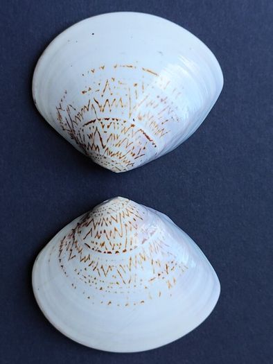 A Pair of Hand Painted Chinese Decorative Clam Shells
