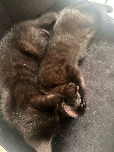 adopt