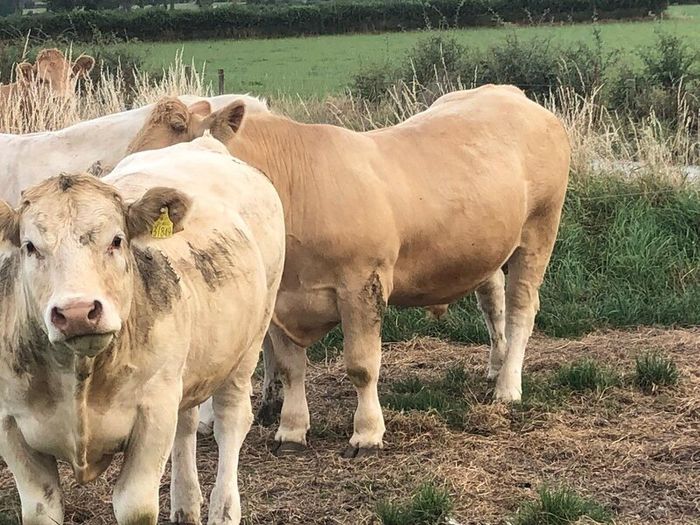 Bullocks