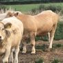 Bullocks Image 10