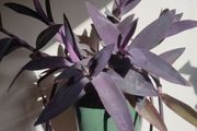 Tradescantia pallida purple jew plant in the ceramic pot
