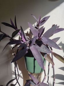 Tradescantia pallida purple jew plant in the ceramic pot