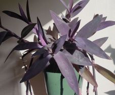 Tradescantia pallida purple jew plant in the ceramic pot