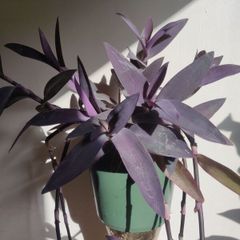 Tradescantia pallida purple jew plant in the ceramic pot