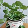 Cuban Oregano Plant with ceramic pot Image 5