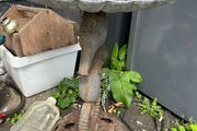 bird bath